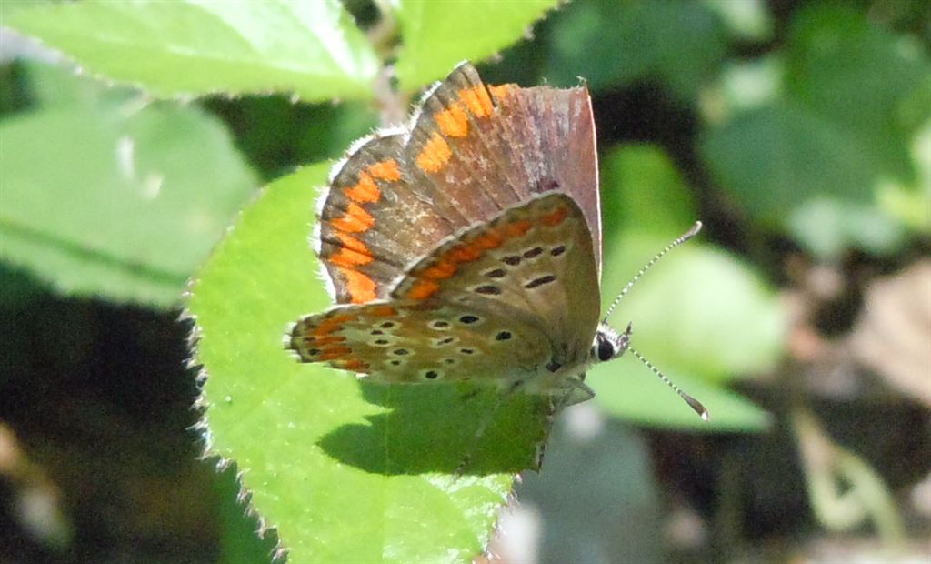 Polyommatus icarus?